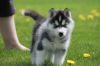 Hygh Siberian Husky Puppies For Sale
