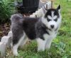 Bgvf Siberian Husky Puppies For Sale