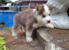Fgh Siberian Husky Puppies For Sale