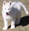 Ghjmnb Siberian Husky Puppies For Sale