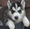 Uytb Siberian Husky Puppies For Sale