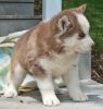 Yuiuy Siberian Husky Puppies For Sale