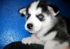 Gyukj Siberian Husky Puppies For Sale