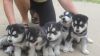 Lkjh Siberian Husky Puppies For Sale