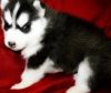 Hukjhg Siberian Husky Puppies For Sale