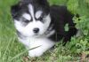 Tyhjhg Siberian Husky Puppies For Sale