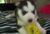 Ghnbvh Siberian Husky Puppies For Sale