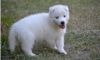 Fgd Siberian Husky Puppies For Sale