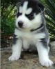 Kjh Siberian Husky Puppies For Sale