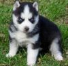 Dfgvxc Siberian Husky Puppies For Sale