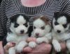 Werd Siberian Husky Puppies For Sale