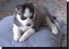 Siberian huskies for adoption