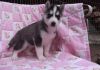 Diana Siberian Husky Puppies Male/female Available