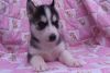 Very Healthy Siberian Husky Puppies For Re-homing
