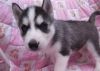 Gorgeous Akc Siberian Huskie Puppies For Sale Now
