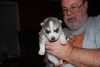 Spunky Siberian husky pups available!!!