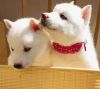 Gorgeous Full Bred Akc Siberian Husky Puppies