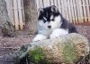 12 weeks old siberian husky puppies for rehoming