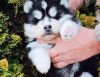 very cute siberian husky puppies for new home