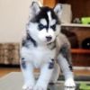 !Akc registered Siberian Husky puppies