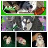AKC Siberian Husky Puppies