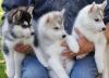 Super adorable Siberian Husky puppies.
