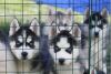 Black and white Siberian Husky puppies