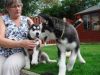 cute siebrian husky puppies fgor new home