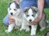 cute lovely siberian husky pup for a new home