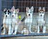 Pure breed Siberian Husky Puppies