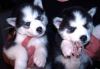 Gorgeous Siberian Husky Puppies For Adoption