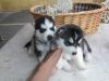 Companion Siberian Husky Puppies Available