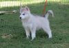 AKC Husky Puppies available