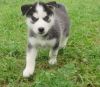 Cute and Outstanding Siberians Huskys Puppies
