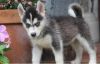 Blue Eye Siberian Husky Puppies (xxx) xxx-xxx1