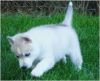Beautiful Siberian Husky Puppies (xxx) xxx-xxx1