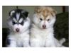 excellent Siberian Husky pups,