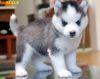 tallented Siberian husky Puppies for sale