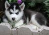 Beautiful Sberian Husky Puppy For Free Adoption