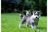 Male And Female Siberian Husky Pups(xxx) xxx-xxx2