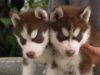 Lovely Male And Female Siberian Husky Puppies
