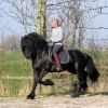 Black Frisian Horse Available For Sale