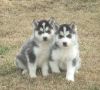 Two Awesome T-cup Siberian Husky Puppies