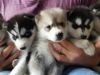 Awaresome Siberian Husky puppies