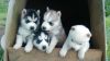 Husky Pups For Adoption (xxx)xxx-xxxx.