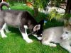 Husky Puppies: Two adorable males
