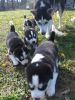 Outstanding Siberian Husky Puppies(xxx) xxx-xxx8