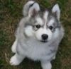 Siberian Husky Puppies xxx) xxx-xxx0 For Adoption