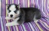 fgtghth Siberian Husky Puppies for Sale