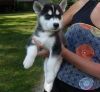 Husky Puppies Free Adoption (xxx) xxx-xxx8